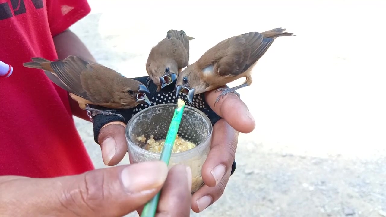 3羽の幼いスズメに餌を与えるクローズアップ。