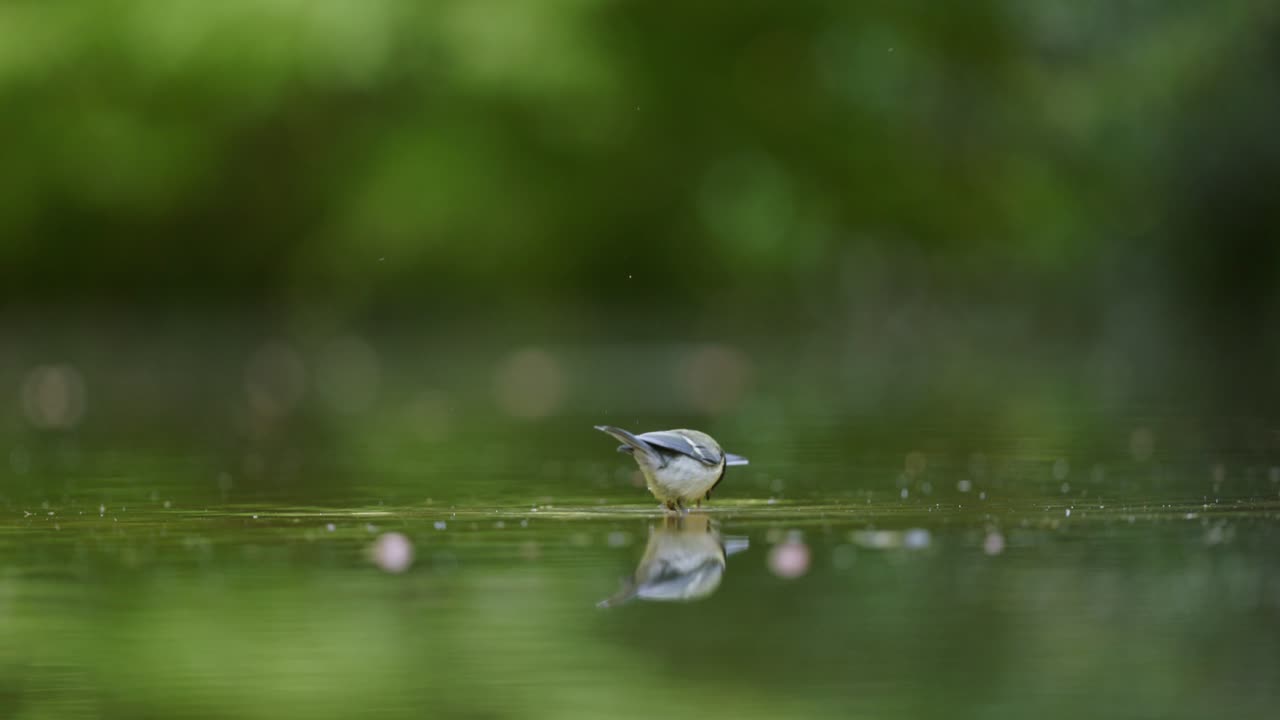 큰 이 연못에서 목욕하는 것