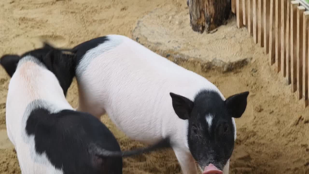 모래 에 있는 돼지