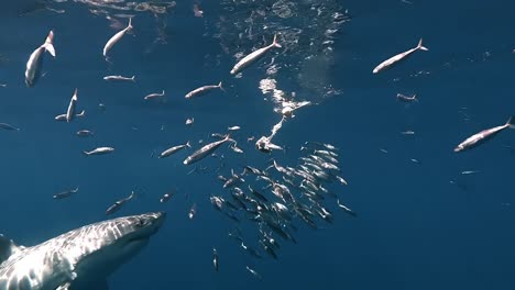 great white shark attacking tuna head bait surrounded by sardine fish