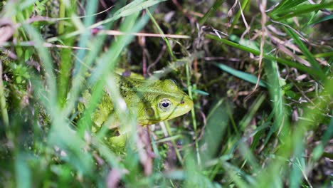 green frog hiding in dense wet grass, close up handheld view