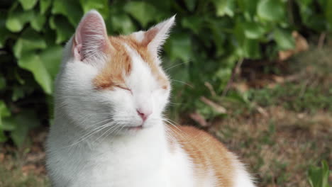 el gato blanco se sienta afuera y mira alrededor