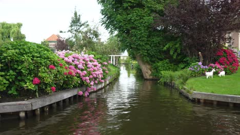 vista del canal rodeado de flores y arbustos.