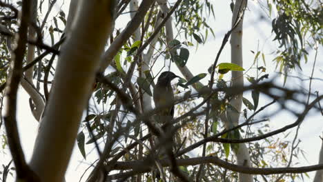 Australischer-Wattlebird-Sitzt-Auf-Einem-Gummibaum