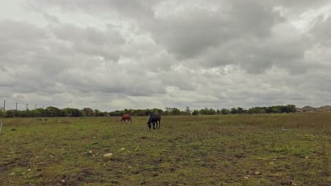 Horses-in-a-green-field-eating-grass
