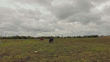 caballos en un campo verde comiendo hierba