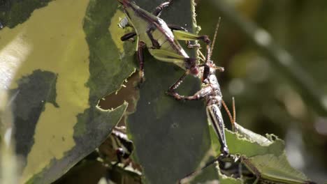 Two-crickets-grasshoppers-resting-on-sharing-a-bitten-leaf