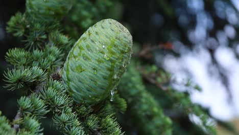 Close-up-of-green-cedar-pine-cone-covered-with-resin,-circle-pan,-day