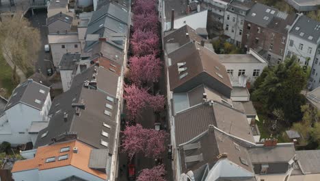 Drone---Toma-Aérea-De-La-Flor-De-Cerezo-En-La-Ciudad-De-Bonn