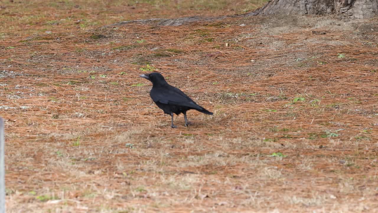 A crow walking then flying away