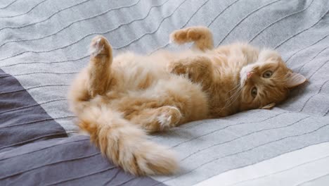 cute ginger cat lying belly up in bed on grey blanket, fluffy pet is going to sleep. cozy home background