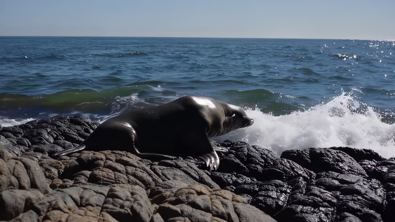 Seal resting on rocks by the ocean