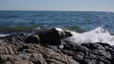 seal resting on rocks by the ocean