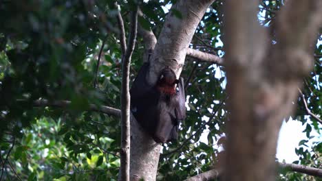 Exotische-Wildfruchtfledermaus,-Schwarzer-Flughund,-Der-Auf-Den-Baum-Klettert-Und-Mit-Seinen-Krallen-An-Baumrinde-Greift,-Selektive-Nahaufnahme