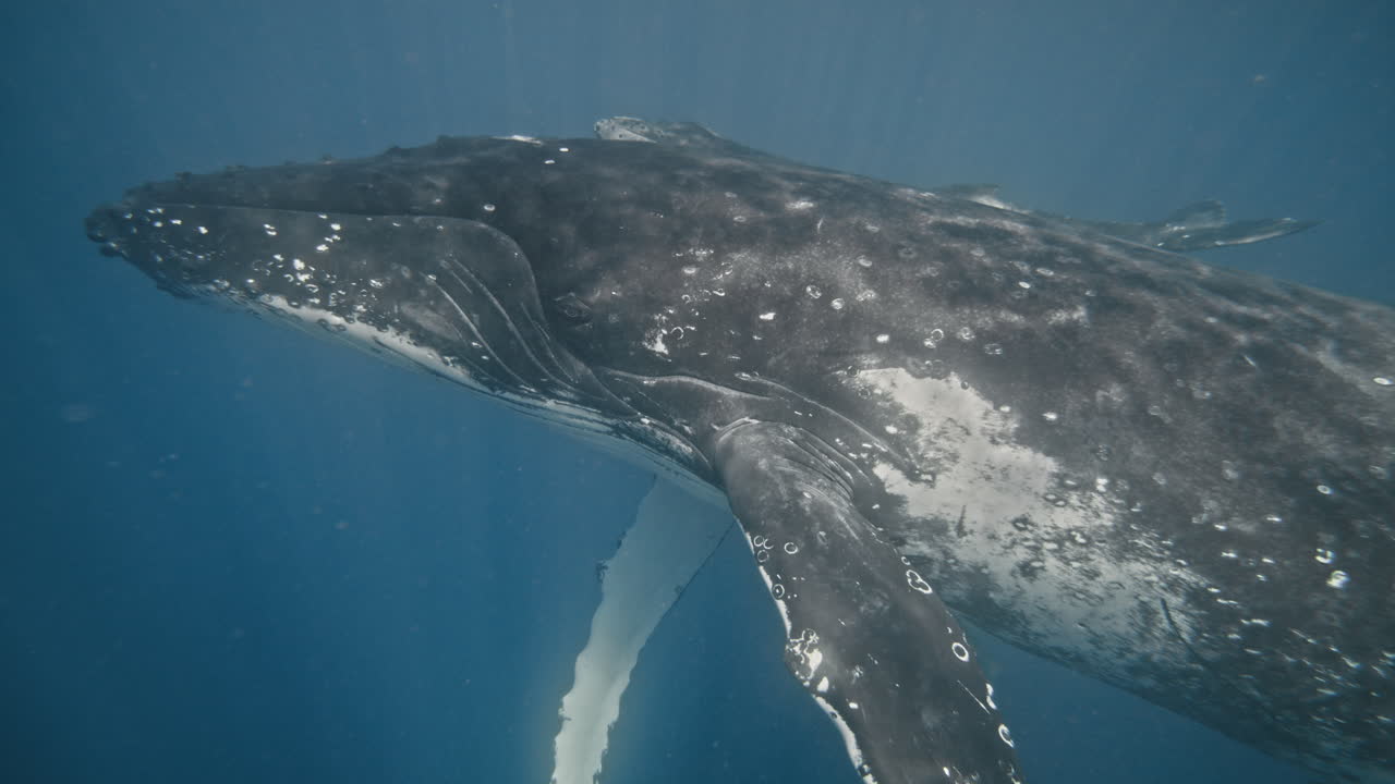 Humpback mother protects calf gently guiding it to surface as light rays dance on body
