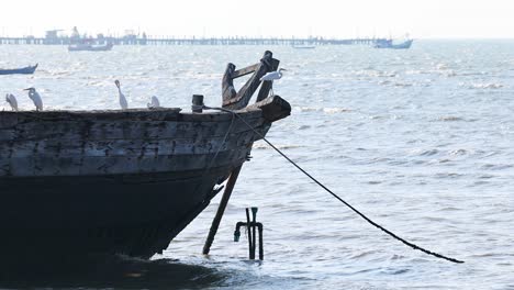 ibis en un viejo barco de pesca