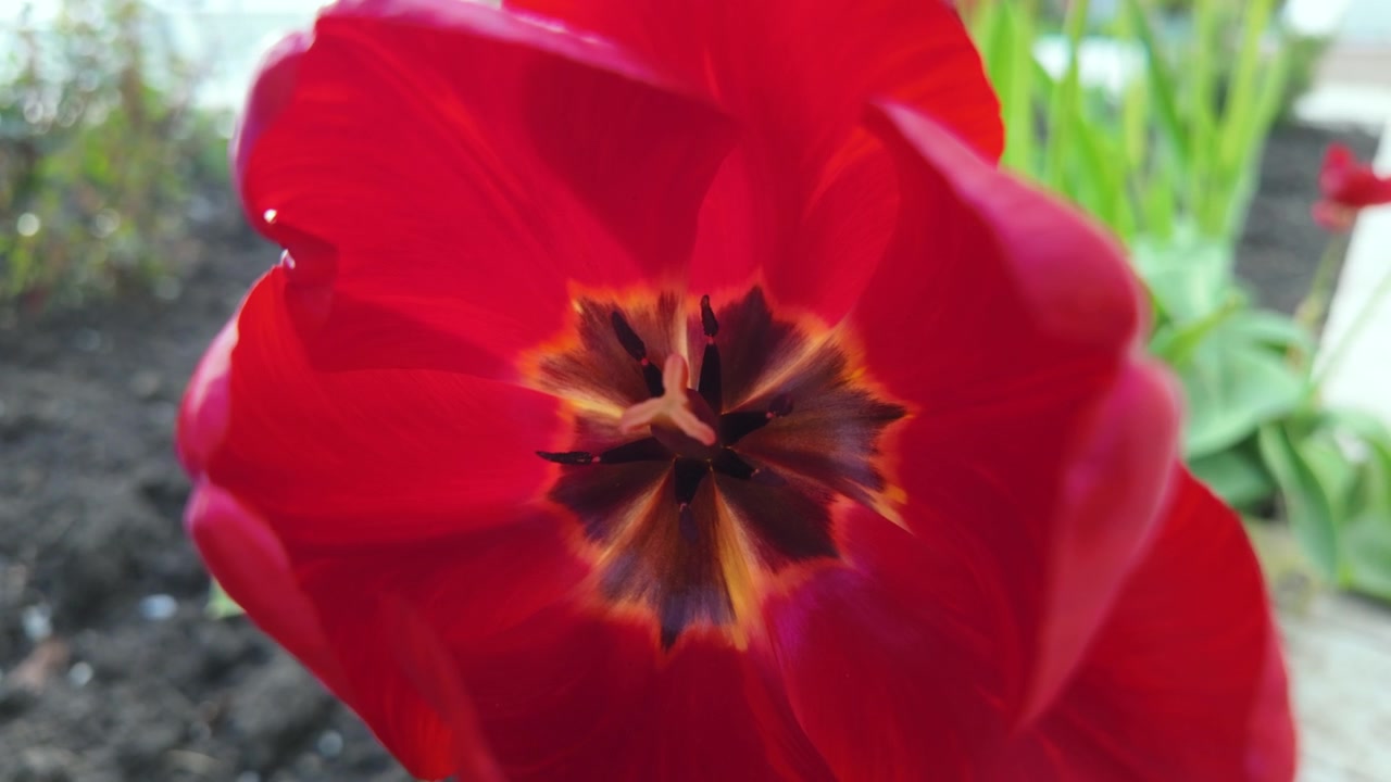 Primo piano estremo all'interno di un vivace fiore di tulipano rosso, che rivela intricate texture dei petali e la struttura centrale scura del fiore.