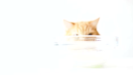 cute ginger cat is sitting behind a transparent glass bowl with milk. fluffy pet wants to tasty beverage