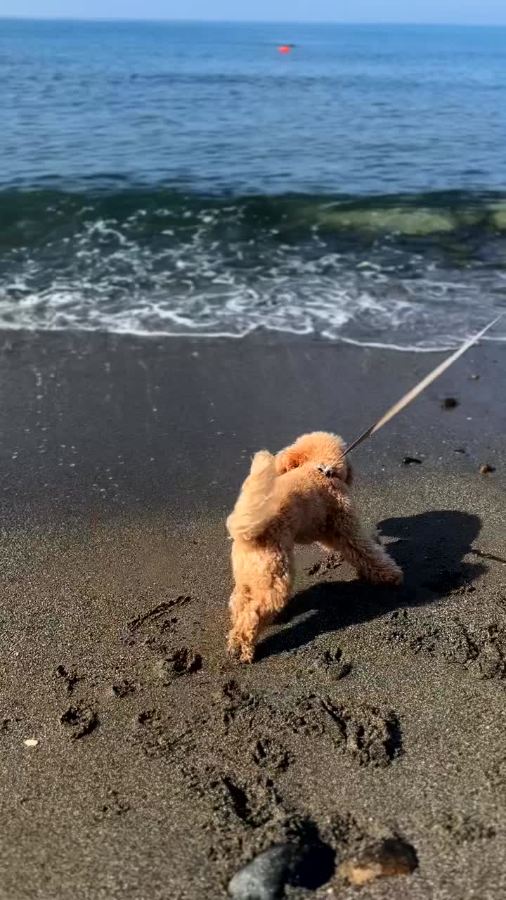 perro jugando en la playa