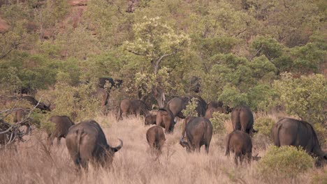 Backsides-of-african-buffaloes-grazing-in-savannah-grass-and-shrubs