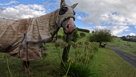 horse in blanket nibbles grass by fence