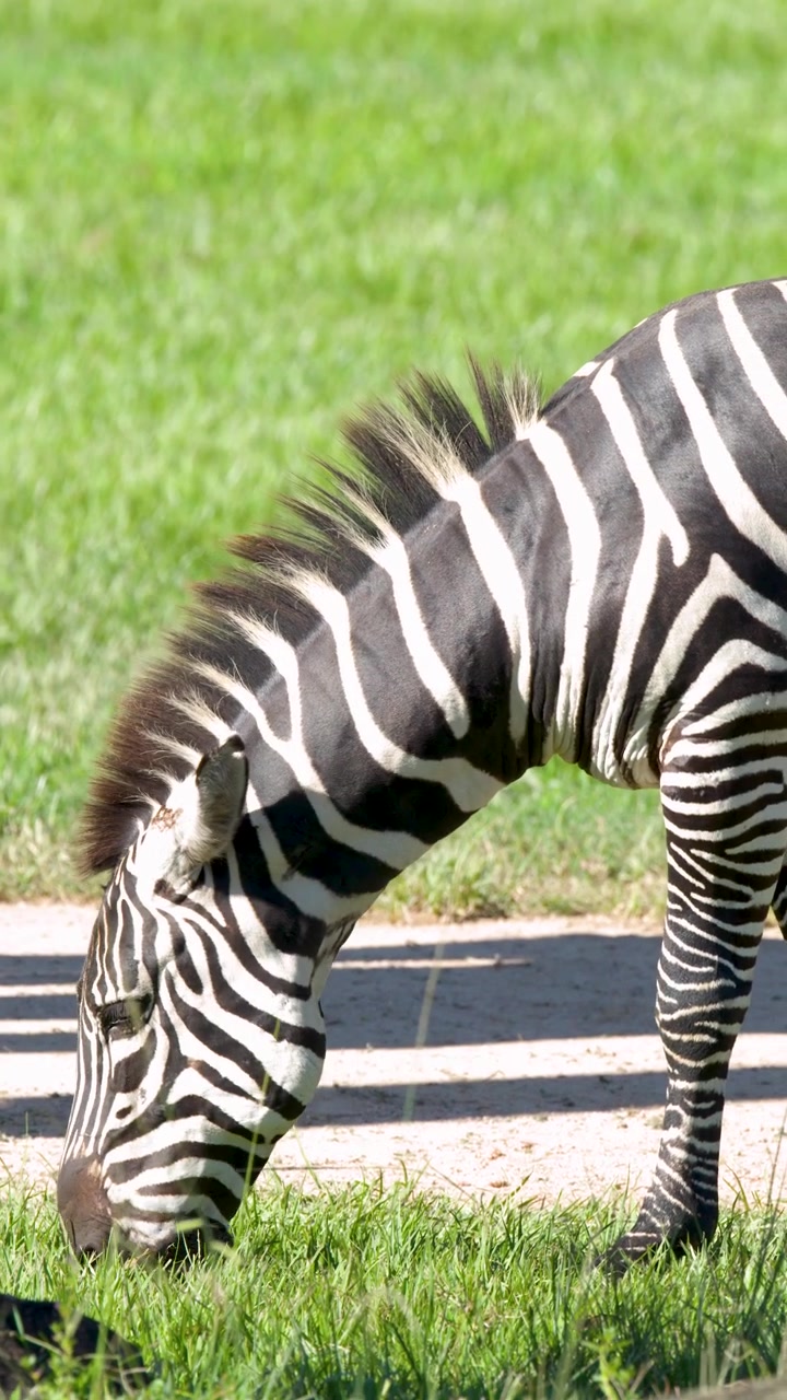 Una zebra delle pianure pascola sull'erba verde sotto un sole splendente in una vista di profilo