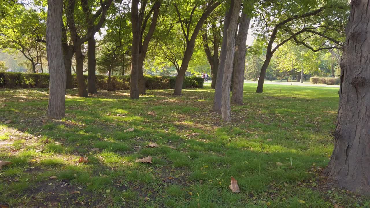 Walking along a green meadow between trees in the park.  Fallen yellow leaves.  Buxus sempervirens and walking people in the distance.