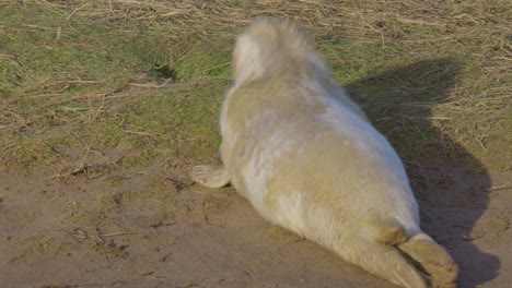 Atlantic-grey-seal-breeding-season:-newborn-pups-with-white-fur,-mothers-suckling,-stroking,-and-basking-in-the-warm-November-sun