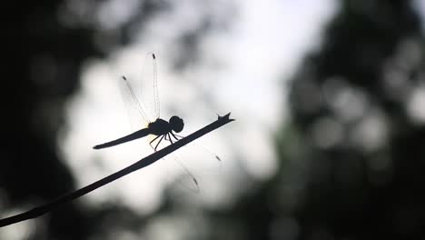 Dragonfly-insect-rests-on-a-twig-staying-very-still