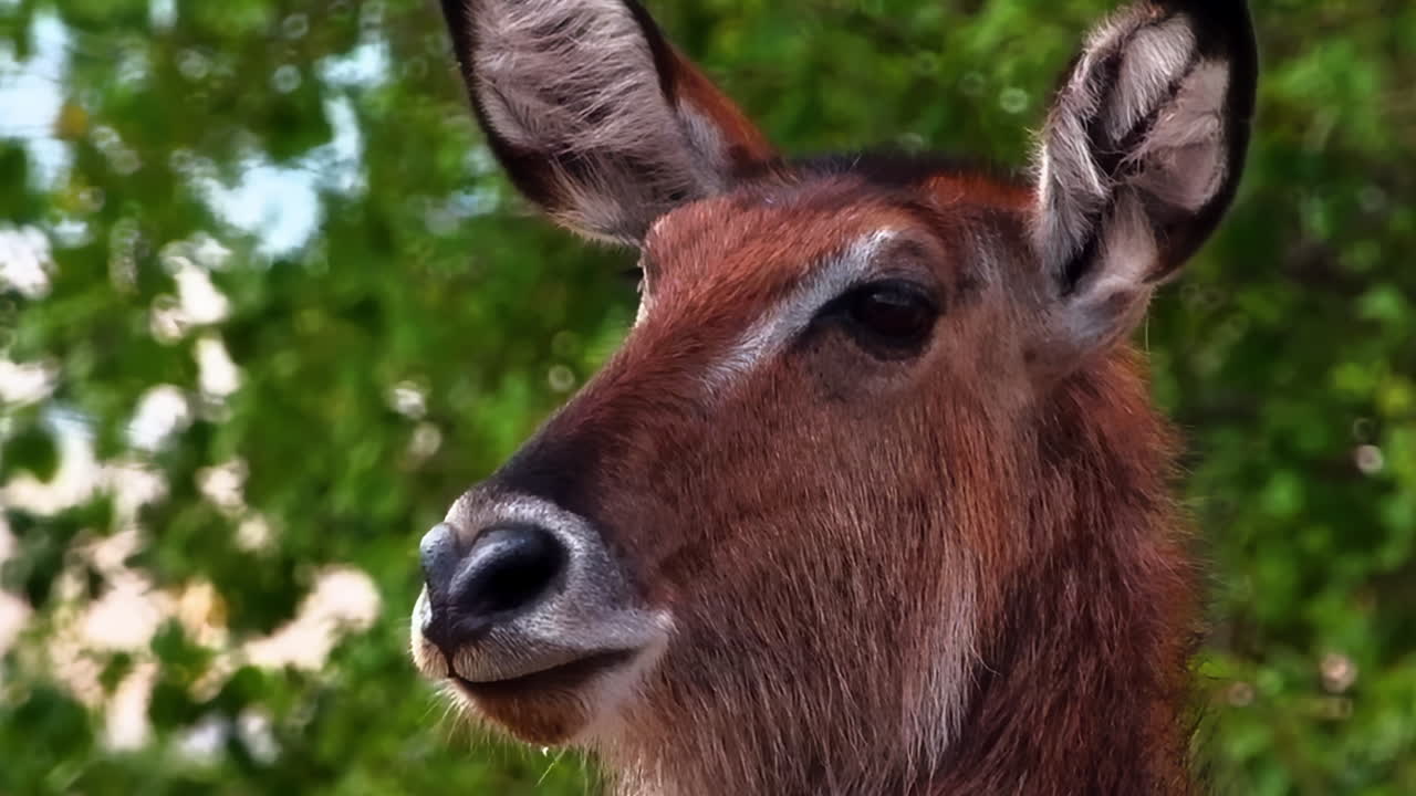 Close-up of a Waterbuck