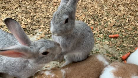 Grey-bunny-self-grooming-itself-when-another-grey-bunny-comes-and-gives-it-a-sniff