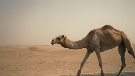 camel walking on a road in the desert