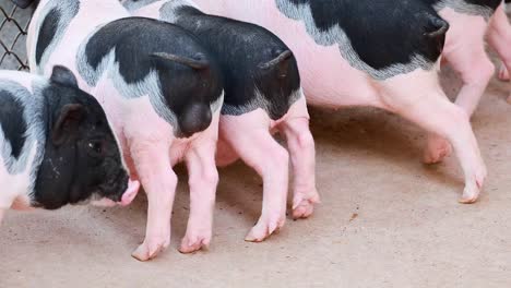 close-up of baby pigs