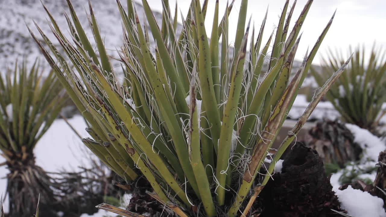 Yucca plants in a snowy desert landscape