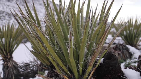 yucca plants in a snowy desert landscape