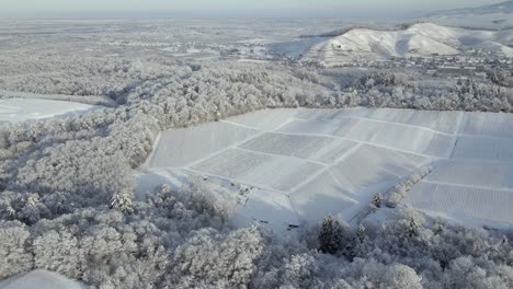 Ausgedehnte-Weinlandschaft-Umgeben-Von-Bäumen-Mit-Raureif-In-Einem-Weingorf-In-Offenburg,-Deutschland