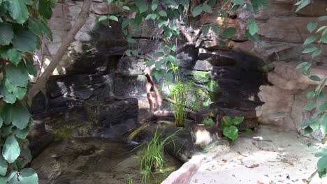 idyllic artificial small rainforest waterfall inside zoo