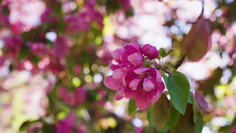 Flor-De-Cerezo-De-Sakura-Susurrando-En-Un-Día-Soleado