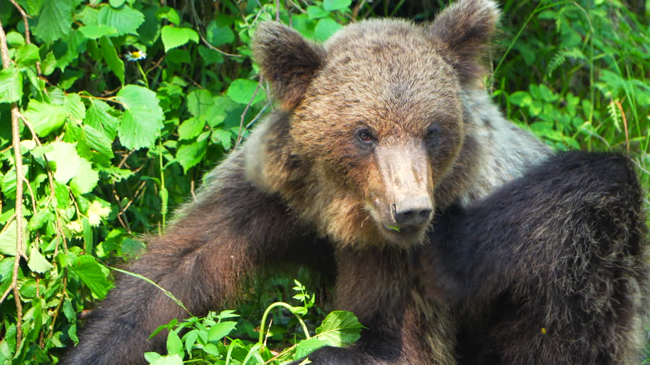 Primo piano di un orso bruno selvatico che si gratta nella foresta. Rallentatore