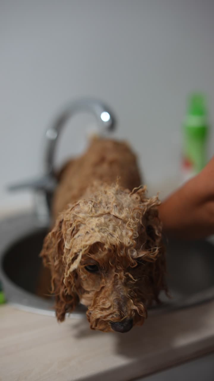 el perro tomando un baño.