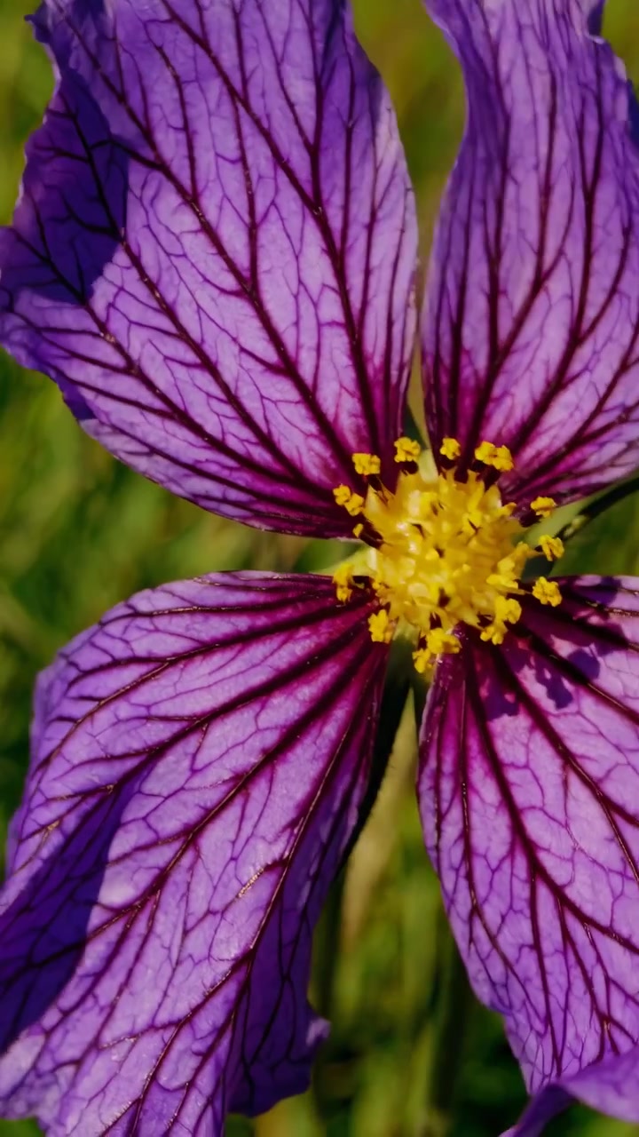 Primo piano di un vivace fiore viola che sboccia in un prato