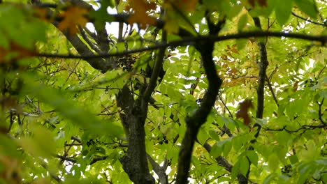 a pileated woodpecker up a tree during fall in algonquin park