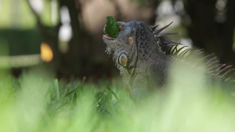 wild green iguana eating grass and leaves