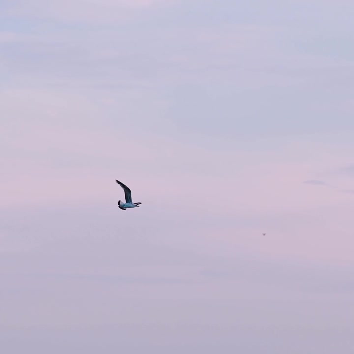 Seagulls fly in blue sky