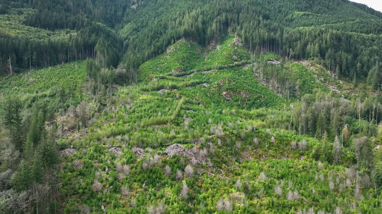 vista aérea de la ladera de una montaña que fue talada recientemente por sus recursos