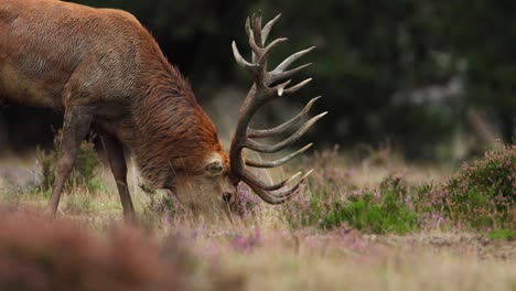 red deer with large antlers grazing, cinematic shallow depth of field close up, forest, netherlands, rare