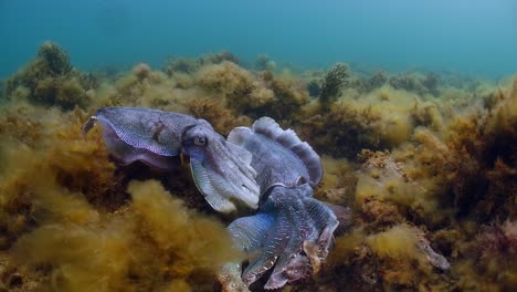 Riesige-Australische-Tintenfische-Sepia-Apama-Migration-Whyalla-Südaustralien-4k-Zeitlupe,-Paarung,-Eier-Legen,-Kämpfen,-Aggregation,-Unter-Wasser