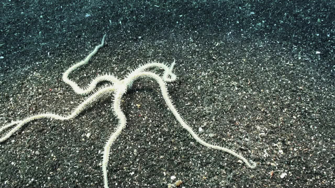 워킹 스타: 인도 태평양의 모래 바닥 위를 기어가는 마블링 취성 별, 미디엄 샷