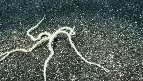 walking star: marbled brittle star crawls over sandy bottom in indo-pacific, medium shot