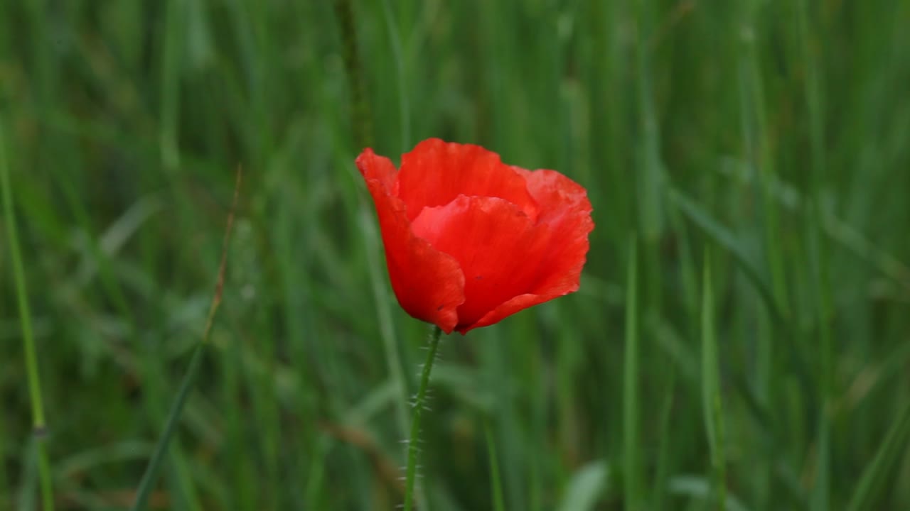 Closeup of a single bright red poppy flower growing amongst grasses in meadow. Early Summer. UK